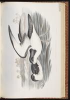 Cook's Petrel, Petrel de Cook, Pétrel de Cook plate 51