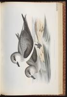 Soft-plumaged Petrel plate 50