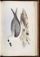 White-headed Petrel plate 49