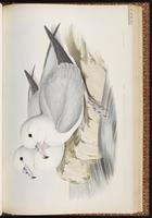 Northern Fulmar, Fulmar boréal, Fulmar norteño plate 48