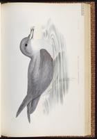 Black-capped Petrel, Pétrel diablotin plate 47