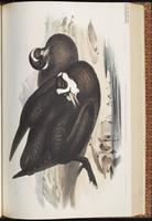 Spectacled Petrel plate 46