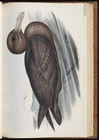 Southern Giant Petrel plate 45