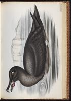 Sooty Albatross plate 44