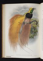 Monograph of the Paradiseidae, 1:147