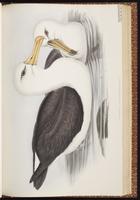 Black-browed Albatross plate 43