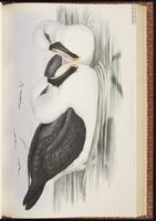 Atlantic Yellow-nosed Albatross, Yellow-nosed Albatross plate 42