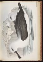Grey-headed Albatross plate 41