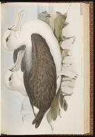 Shy Albatross, Albatros à cape blanche plate 40