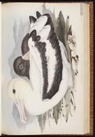 Short-tailed Albatross, Albatros à queue courte plate 39