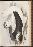 Wandering Albatross, Albatros hurleur plate 38