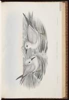 Blue Noddy, Blue-gray Noddy, Noddi bleu plate 37