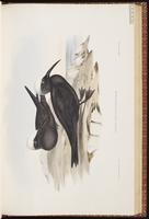 Black Noddy, Charrán-bobo negro, Noddi noir plate 36