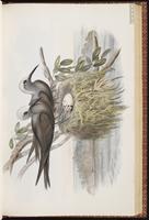 Black Noddy, Charrán-bobo negro, Noddi noir plate 35