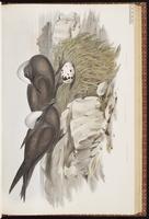 Brown Noddy, Charrán-bobo café, Noddi brun plate 34