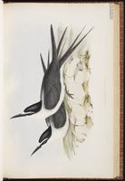 Bridled Tern, Charrán embridado, Sterne bridée plate 33