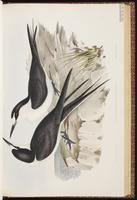 Bridled Tern, Charrán embridado, Sterne bridée plate 32
