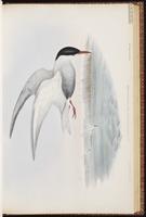 Marsh tern plate 31