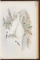 Angel Tern, Gygis blanche, White Tern plate 30