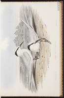 Black-naped Tern plate 28