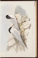 Roseate Tern, Charrán rosado, Sterne de Dougall plate 27