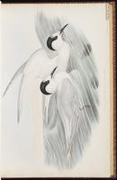 Black-naped Tern, White-fronted Tern plate 26