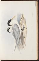 Lesser Crested Tern plate 25