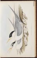 Bass's straits' tern plate 24