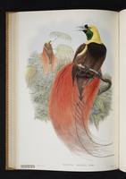 Monograph of the Paradiseidae, 1:139