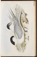 Lesser Crested Tern plate 23
