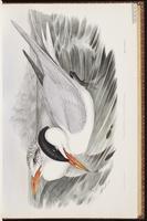 Caspian Tern, Charrán caspia, Sterne caspienne plate 22