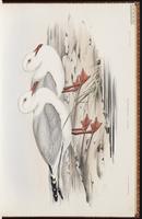 Silver Gull plate 20