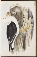 Pacific Gull plate 19