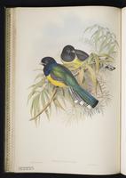 Golden-headed quetzal plate 17