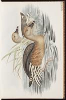 Plumed Whistling Duck plate 15