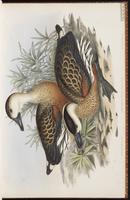 Wandering Whistling Duck plate 14