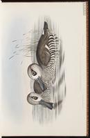 Pink-eared Duck plate 13