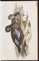 Australasian Shoveler plate 12