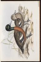 Chestnut Teal plate 11