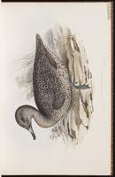 Freckled Duck plate 10