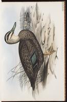 Gray Duck, Pacific Black Duck plate 9