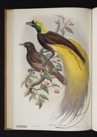 Monograph of the Paradiseidae, 1:133