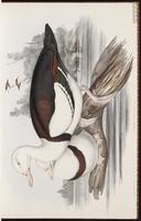 Raja Shelduck plate 8