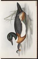 Australian Shelduck plate 7