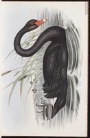 Black Swan plate 6