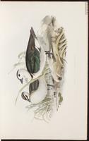 Cotton Pygmy Goose plate 5