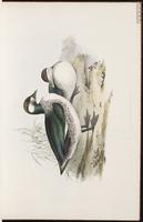 Green Pygmy Goose plate 4