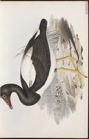 Magpie Goose, Magpie-Goose plate 2