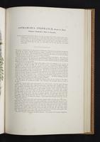 Monograph of the Paradiseidae, 1:130