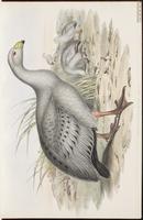 Cape Barren Goose plate 1